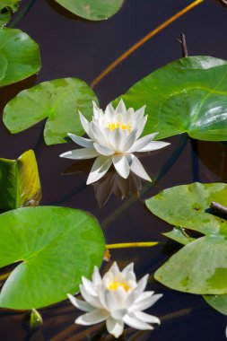 Gölde açan bir nilüfer çiçeği