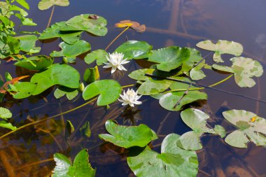 Gölde açan bir nilüfer çiçeği