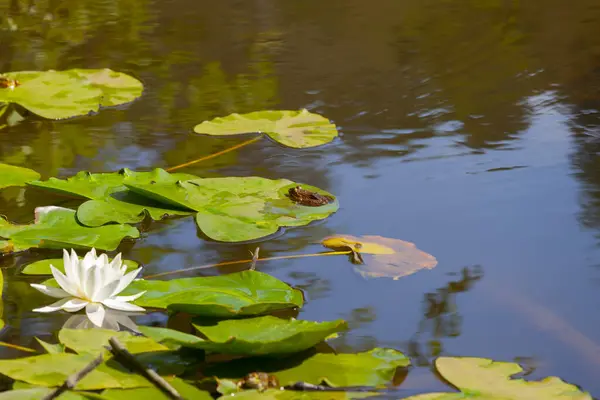 stock image A water lily bloomed in a lake