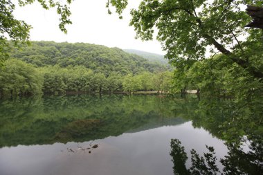 Yalova 'daki Erikli gölü ve ormanı.