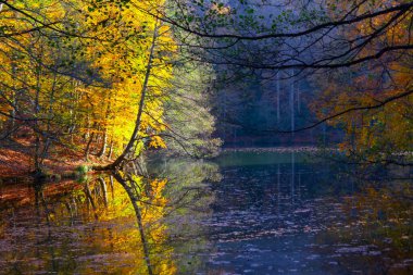 Atauturk botanik bahçesi, İstanbul 'un Saryer ilçesinde Kemerburgaz-Baheky yolunda ağaçların ve ağaçların sergilendiği büyük yeşil bir alandır..