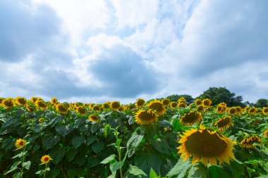 Ayçiçeği tarlasının güzel bir manzarası