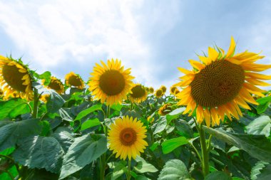 Ayçiçeği tarlasının güzel bir manzarası