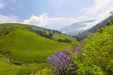 Gito, Rize ilinin Amlhemin ilçesine bağlı bir platodur. Plato, 2070 metre yükseklikteki vadide yer almaktadır..