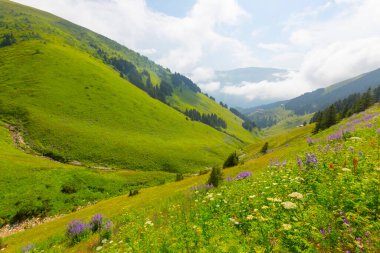 Gito, Rize ilinin Amlhemin ilçesine bağlı bir platodur. Plato, 2070 metre yükseklikteki vadide yer almaktadır..
