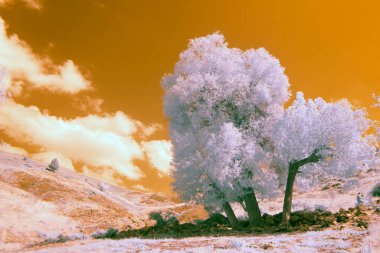 Kızılötesi teknikle çekilmiş fotoğraflar