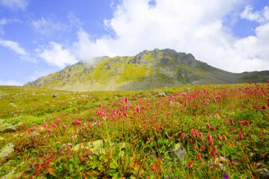 Kackar Dağları Ulusal Parkı, Doğa ve Yaşam
