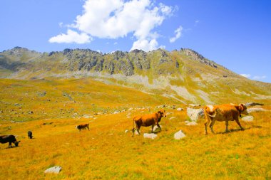 Kackar Dağları Ulusal Parkı, Doğa ve Yaşam