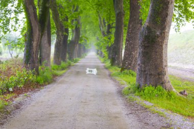 Bursa, Dudakl köyü. Yaklaşık 1,5 kilometre uzunluğundaki bu yol, önünüzde uzanır. Tıpkı uçak ağaçlarıyla süslenmiş bir koridor gibi..