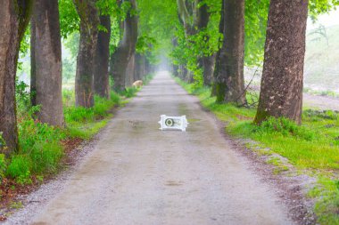 Bursa, Dudakl köyü. Yaklaşık 1,5 kilometre uzunluğundaki bu yol, önünüzde uzanır. Tıpkı uçak ağaçlarıyla süslenmiş bir koridor gibi..