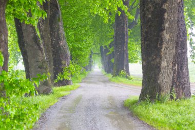 Bursa, Dudakl köyü. Yaklaşık 1,5 kilometre uzunluğundaki bu yol, önünüzde uzanır. Tıpkı uçak ağaçlarıyla süslenmiş bir koridor gibi..