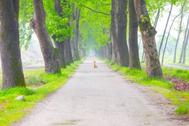 Bursa, Dudakl köyü. Yaklaşık 1,5 kilometre uzunluğundaki bu yol, önünüzde uzanır. Tıpkı uçak ağaçlarıyla süslenmiş bir koridor gibi..