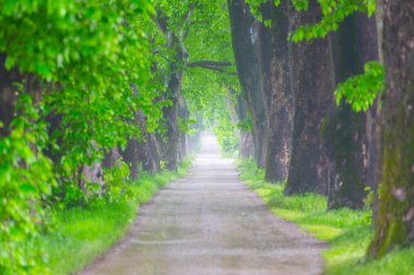 Bursa, Dudakl köyü. Yaklaşık 1,5 kilometre uzunluğundaki bu yol, önünüzde uzanır. Tıpkı uçak ağaçlarıyla süslenmiş bir koridor gibi..