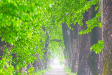 Bursa, Dudakl köyü. Yaklaşık 1,5 kilometre uzunluğundaki bu yol, önünüzde uzanır. Tıpkı uçak ağaçlarıyla süslenmiş bir koridor gibi..