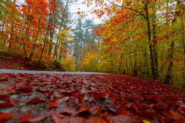 Sonbaharda dökülen yapraklar dolambaçlı yollarda
