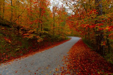 Sonbaharda dökülen yapraklar dolambaçlı yollarda
