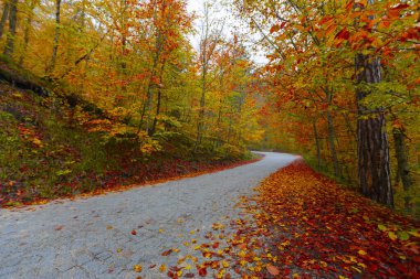 Sonbaharda dökülen yapraklar dolambaçlı yollarda
