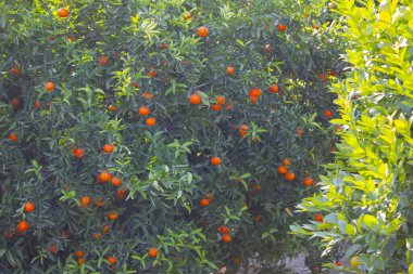 Olgun mandalina ağaçta toplanmayı bekliyor.