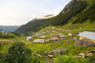 Kackar Dağları Ulusal Parkı, Doğal yaşam ve manzara