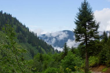 Kackar Dağları Ulusal Parkı, Doğal yaşam ve manzara