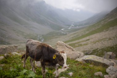 Kackar Dağları Ulusal Parkı, Doğal yaşam ve manzara