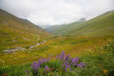 Kackar Dağları Ulusal Parkı, Doğal yaşam ve manzara