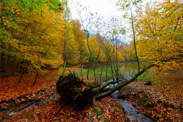 Yedi Göl Ulusal Parkı Doğal yaşam alanı