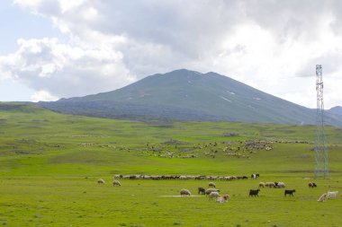 Ararat Dağı ve yol manzarası