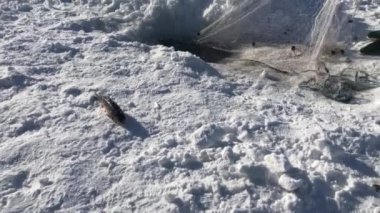 Cildir Gölü ve Ararat Dağı manzarası