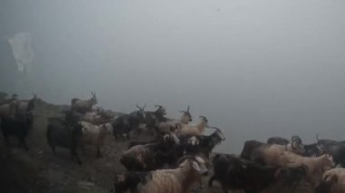 Türkiye 'deki Kackar Dağları ve çevresinde platolar, göller ve nehirler bulunan doğal manzarası.