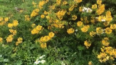 Türkiye 'deki Kackar Dağları ve çevresinde platolar, göller ve nehirler bulunan doğal manzarası.