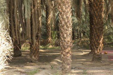 Hurma ağaçları ve olgun hurmalar.