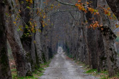 Bursa, Dudakl köyünde uçak yolu.