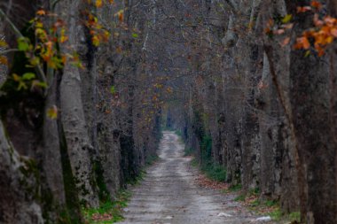 Bursa, Dudakl köyünde uçak yolu.