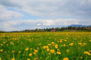 Rundtour zum Hegratsriedsee  Wanderung clipart