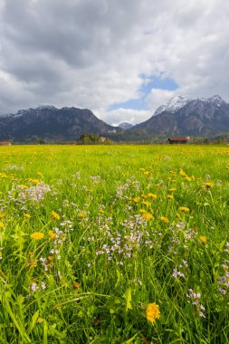 Neuschwanstein Kalesi 'ni ziyaret etmek sadece rehberli bir turun parçası olarak mümkündür..