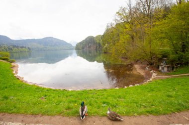 Alpsee Lake, Hohenschwangau, Germany clipart