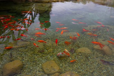 Beylikduzu yaşam vadisi, İstanbul
