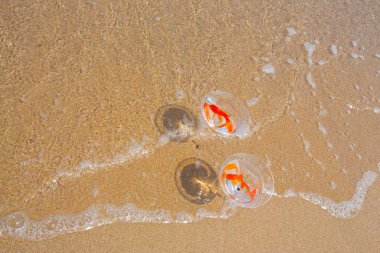 Akvaryumdaki balıklar deniz kenarında