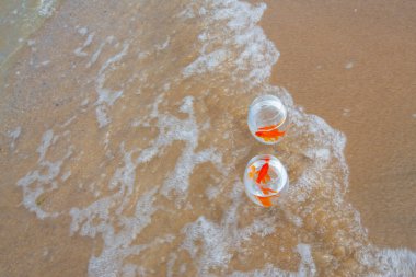 Akvaryumdaki balıklar deniz kenarında
