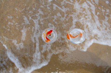 Akvaryumdaki balıklar deniz kenarında