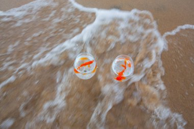 Akvaryumdaki balıklar deniz kenarında