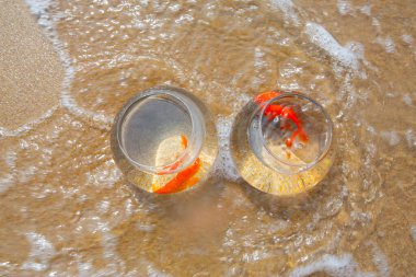 Akvaryumdaki balıklar deniz kenarında