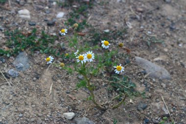 Danbo bebekleri kartondan yapılır.