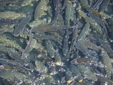 Doğu Anadolu 'nun Trkiye bölgesinde inşa edilen turistik alanların fotoğrafları