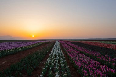 Karaman Lale Bahçeleri, Türkiye 'nin Karaman kentinde yaklaşık 3.500 metrekarelik bir alana sahip bir bahçedir..