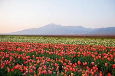Karaman Lale Bahçeleri, Türkiye 'nin Karaman kentinde yaklaşık 3.500 metrekarelik bir alana sahip bir bahçedir..