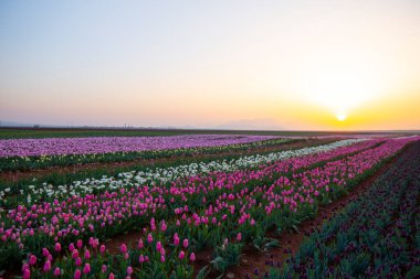 Karaman Lale Bahçeleri, Türkiye 'nin Karaman kentinde yaklaşık 3.500 metrekarelik bir alana sahip bir bahçedir..
