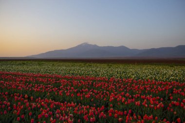 Karaman Lale Bahçeleri, Türkiye 'nin Karaman kentinde yaklaşık 3.500 metrekarelik bir alana sahip bir bahçedir..
