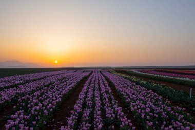 Karaman Lale Bahçeleri, Türkiye 'nin Karaman kentinde yaklaşık 3.500 metrekarelik bir alana sahip bir bahçedir..